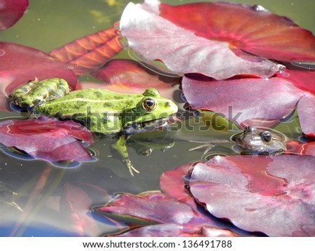 Two frogs on the lotus leaves falling in love on the spring sun/Froggy love