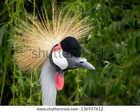 Close view on the Crowned crane head and his beautiful crown/Crowned Crane crown