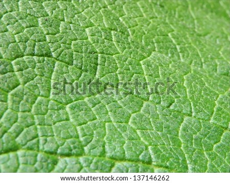 Extreme close up on the green leaf structure/Leaf structure