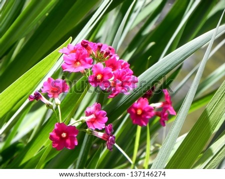 Small red flowers in the high green grass/Flowers in the grass