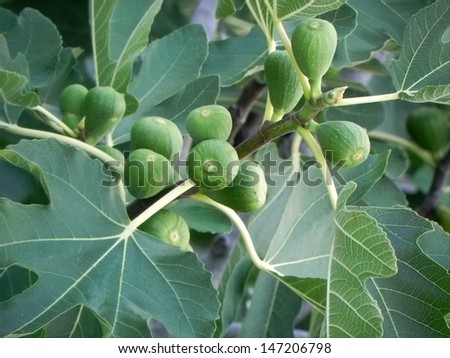 Close look on the different shades of green Fig leafs and fruit/Fig