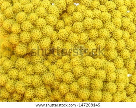 Close view on many small yellow bubble flowers./Small buble flowers