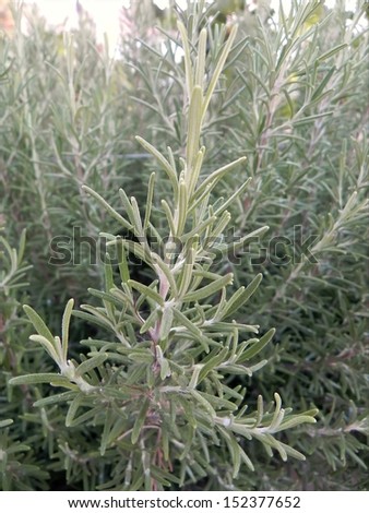 Rosemary aromatic plant field...can be used as the food spice...or aromatherapy./Rosemary field