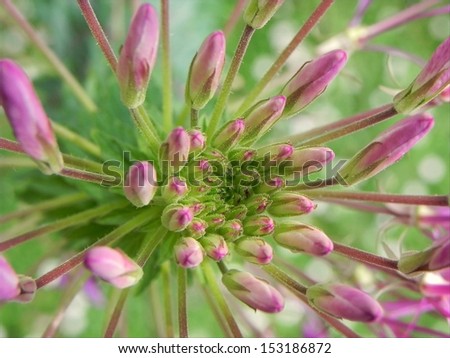 Small light purple and pink flowers forming the formation that looks like well./Small flowers well