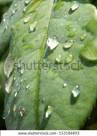 Wet green leaf after the rain on the bright sun/Wet green leaf