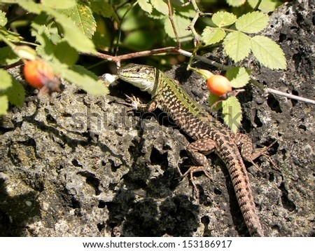 Green lizard taking the sunbath on the stone under the rose hip bush /Lizard under the rose hip
