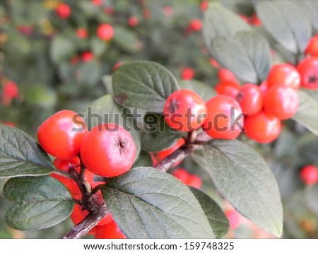 Close view on the red rose hip caracteristic for Japan with green leaf bush/Japan rose hip bush