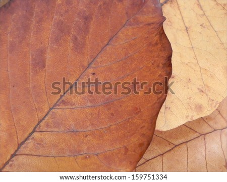 Macro shot of the brown and yellow fallen leafs. Autumn style background. Fallen leaf background