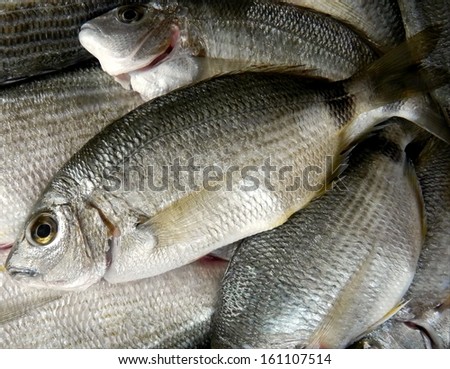 Small fish Spar ready to be cooked as healthy delicious seafood meal/Diplodus annularis...Spar
