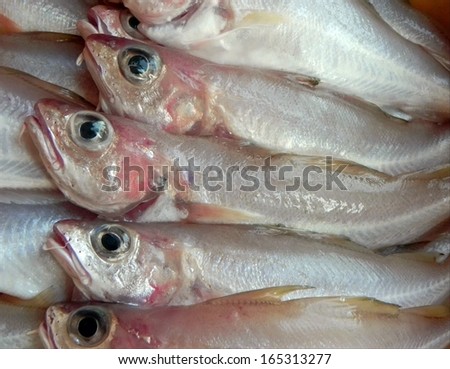 White fish from Mediterranean sea...very sweet meat...can be prepared fried or cooked...ready to be prepared./Whiting