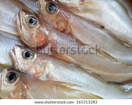 White fish from Mediterranean sea...very sweet meat...can be prepared fried or cooked...ready to be prepared./Merlangius merlangus