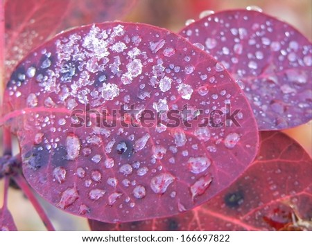 Beautiful small red leafs covered with morning frost/Frosty red leafs