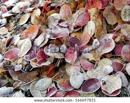 Ground covered with many colorful leafs frozen in the frosty morning/Frozen leaf ground
