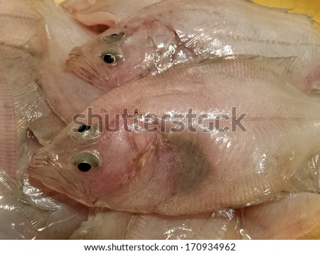 Close view on the fresh Sole fish/Sole fish