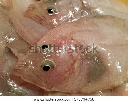 Close view on the fresh Sole fish/Sole fish close view