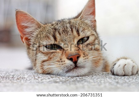 Cute little cat with tiger stripes close up shoot, portrait with one paw up