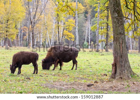 Russia. Conservation area - Oka terraced sanctuary where you can watch the bison in their natural habitat.