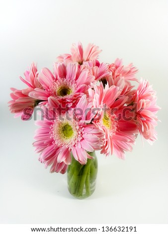 bouquet of pink gerbera daisies isolated on white background