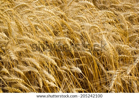 ears of wheat . wheat straw in the wind