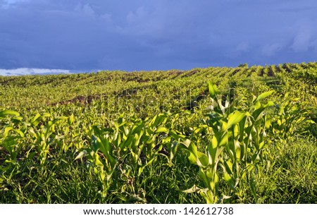 Corn Field in Dusk