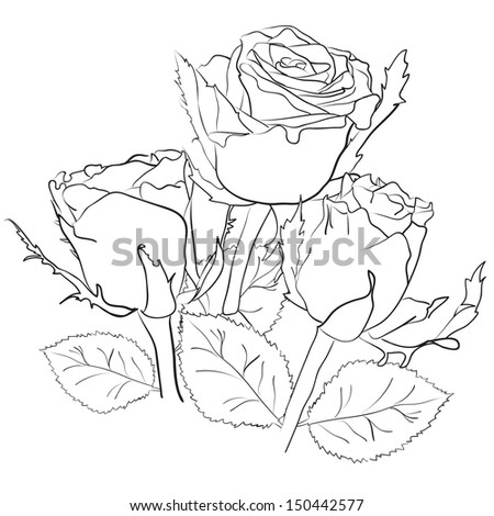 drawing of a bouquet of roses