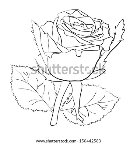 drawing of a big rose