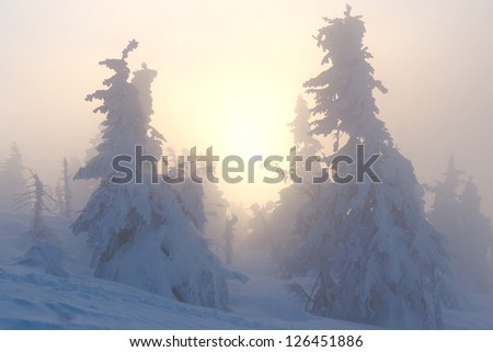 Spruce trees backlit with the sun, covered with snow in a beautiful winter scenery Karkonosze, Czech republic
