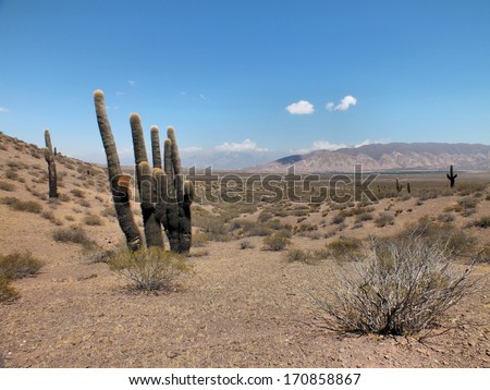 The Los Cardones National Park is an official reserve recently set up to protect the giant cacti such as the ones seen here. As they only grow a few millimetres per year they are now protected.