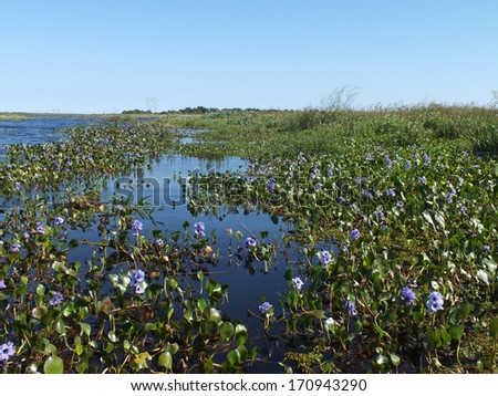 Water Hyacinth (Eichhornia) is an aquatic flowering plant that is native to South America