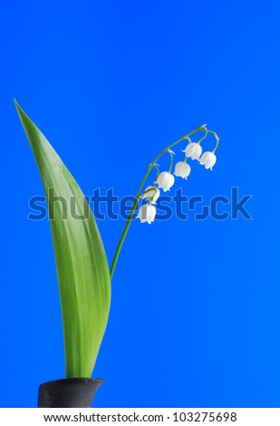 Lily-of-the-valley with long green leaf on blue background