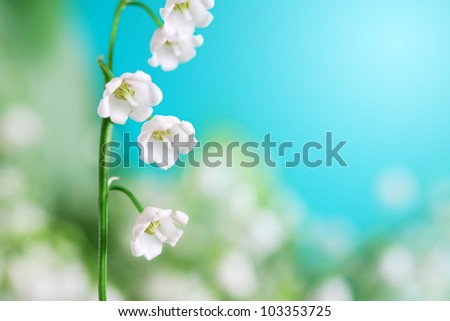 Lily of the valley with long green leaf on blue background. Macro with free space for text