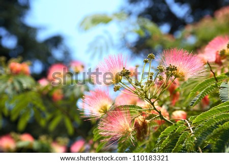 Pink Silk Tree