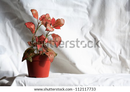 Potted flower with red leaves on white textile background
