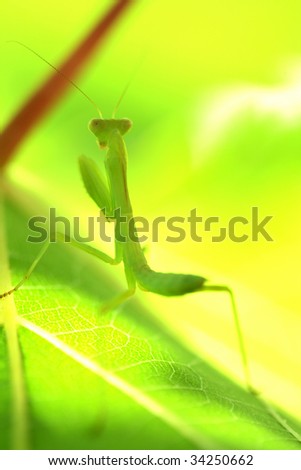 Praying mantis isolated on green nature background
