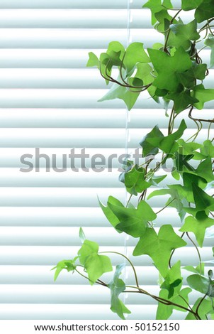 Nice long green ive on background with closed metal blinds