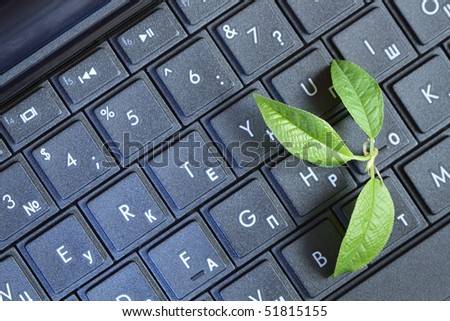 Closeup of green leaves lying on black computer keyboard