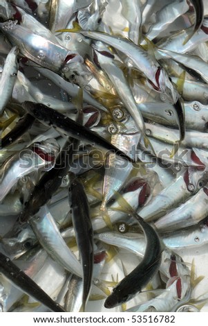 Closeup of container with small silver fish in water