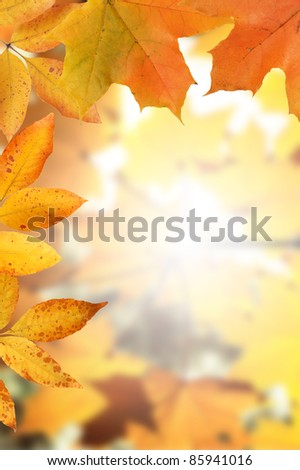 Autumn concept. Nice border made from fall leaves on autumn forest background
