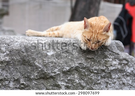 Ginger cat lying on ancient gray marble plate
