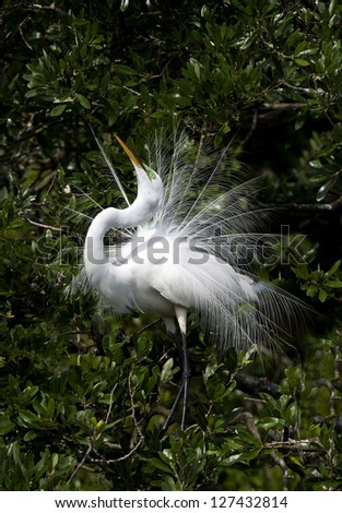 This is a Great Egret, sometimes Great White Egret, . Found widely in North America, It has a yellow bill , black legs and feet.The area around eye turns green in mating season.