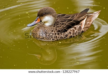 Duck , Galapagos, Black beak,Medium sized duck,Beautiful brown, Water, Central America,