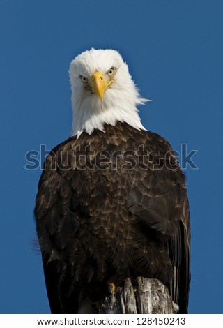 American Bald Eagle sitting on a high post. American in Alaska