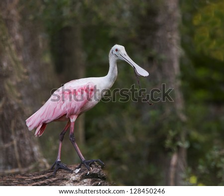 Roseate Spoonbill found from Key West, Florida to Tampa,Florida. They roost in large trees. Wading birds with beautiful red to pink feathers.