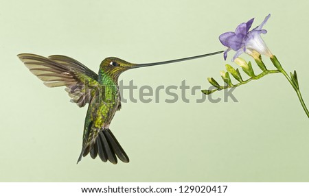 This is sword-billed hummingbird feeding at flower. This hummingbird is from Ecuador. It grooms itself with its feet.