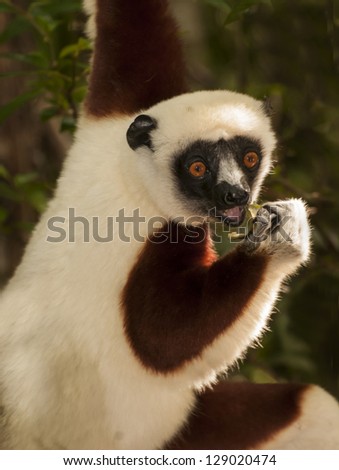 Lemur enjoying fruit in tree in Madagascar. Large Island off Africa.Only place in world where lemurs live.It is the leaping lemur .