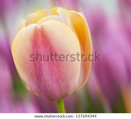 Pastel violet and yellow tulip found in gardens in Amsterdam,Holland