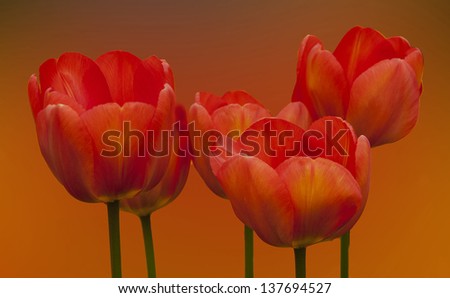 Five Red Tulips at Keukonhof Gardens in Amsterdam,Holland