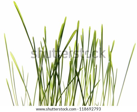 Photo of Grass isolated on White/Green grass isolated on White/Grass isolated on White