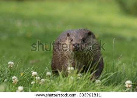 European otter (Lutra lutra) walking on grass.