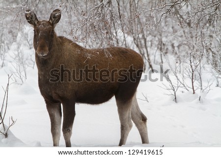 Cute moose